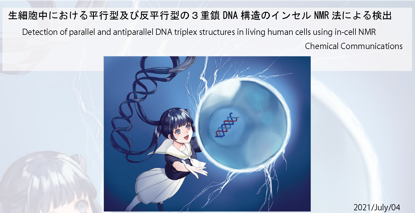 生細胞中における平行型及び反平行型の３重鎖DNA構造のインセルNMR法による検出