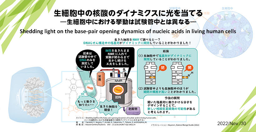 エネルギー構造生命科学
生細胞中の核酸のダイナミクスに光を当てる ―生細胞中における挙動は試験管中とは異なる―