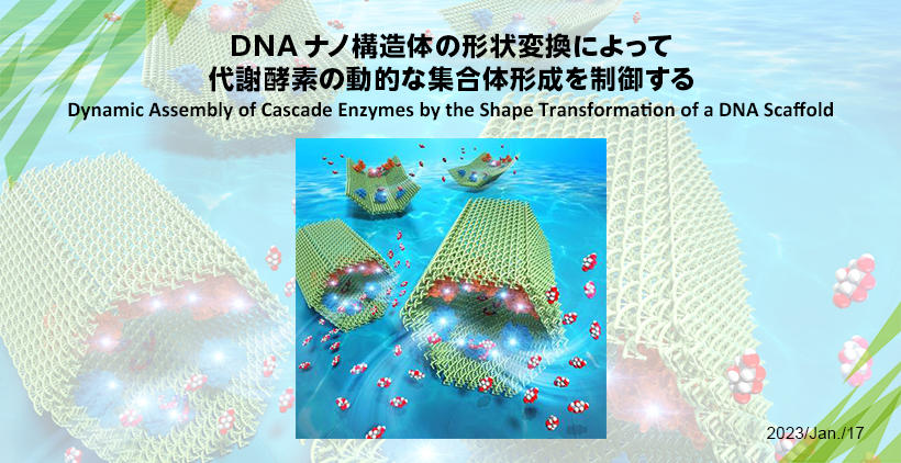 DNAナノ構造体の形状変換によって代謝酵素の動的な集合体形成を制御する