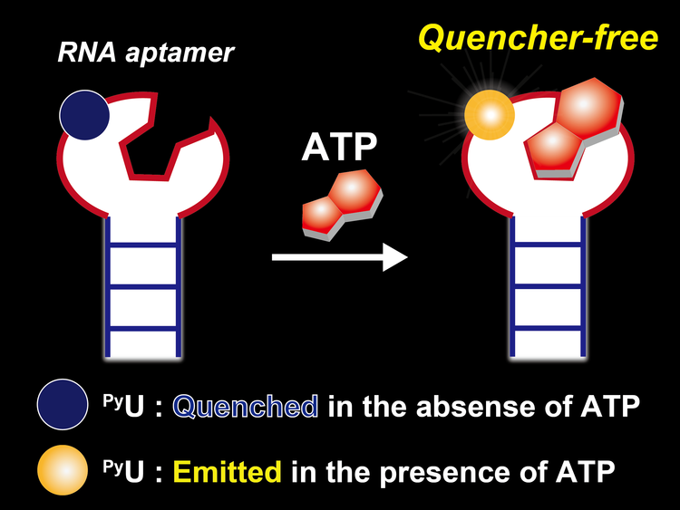 12Facile conversion of ATP-binding RNA aptamer.png