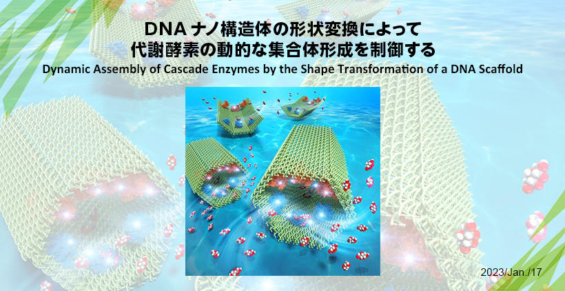 Dynamic Assembly of Cascade Enzymes by the Shape Transformation of a DNA Scaffold