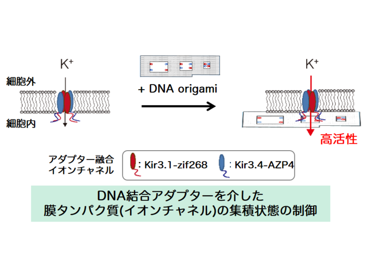 11.DNA Origami Scaffolds as Templates.pngのサムネイル画像