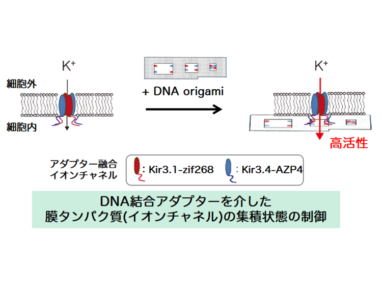 11.DNA Origami Scaffolds as Templates.png