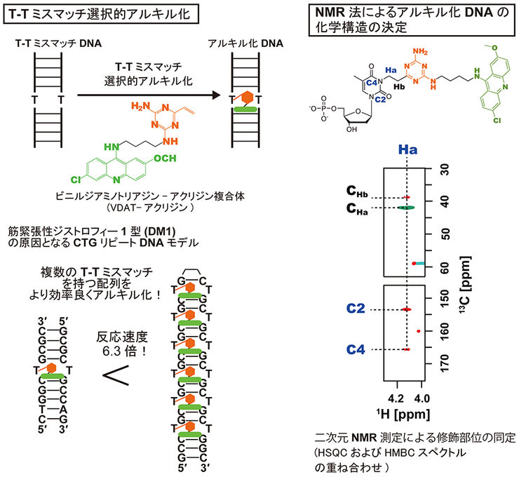 12.Selective alkylation_2_2.pngのサムネイル画像