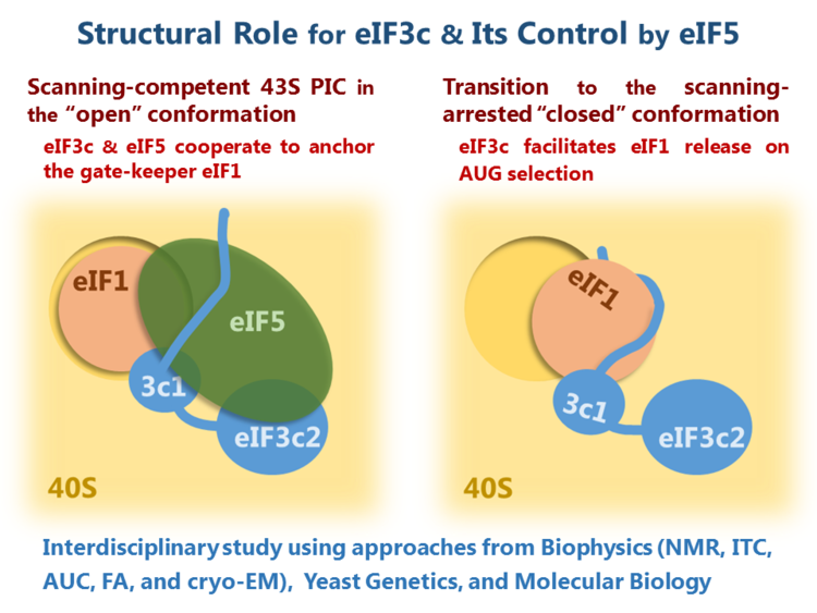 12.Molecular Landscape of the Ribosome Pre-initiation Complex.png