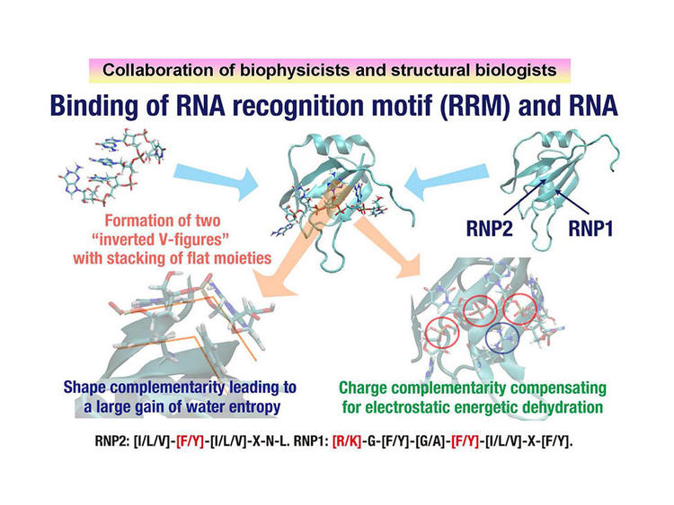 13.Mechanism of Protein-RNA.jpg