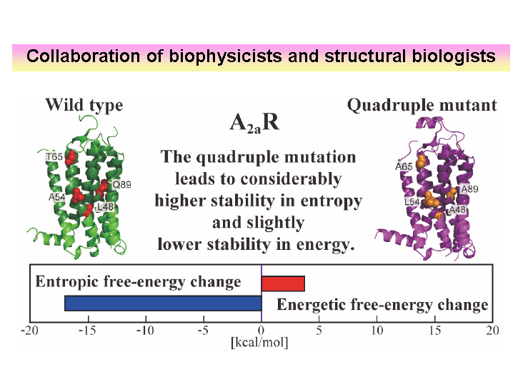 13.Physical Origin of Thermostabilization.png