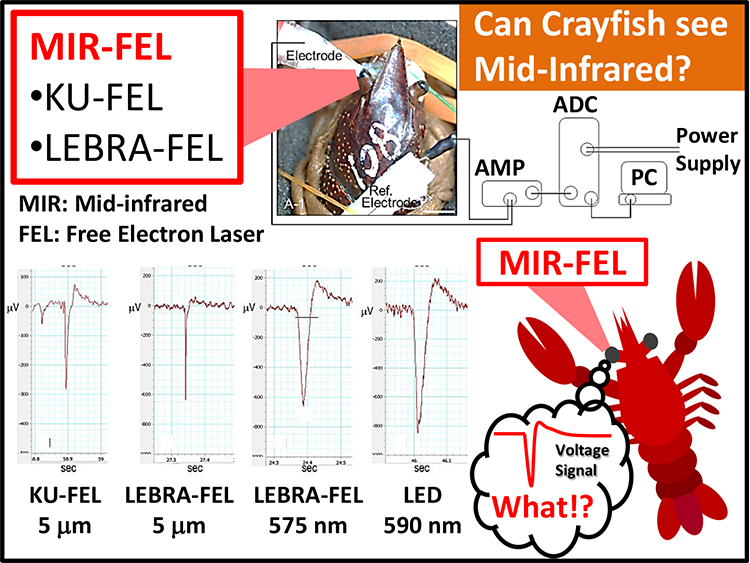 01.Mid-Infrared Free-Electron Laser.png