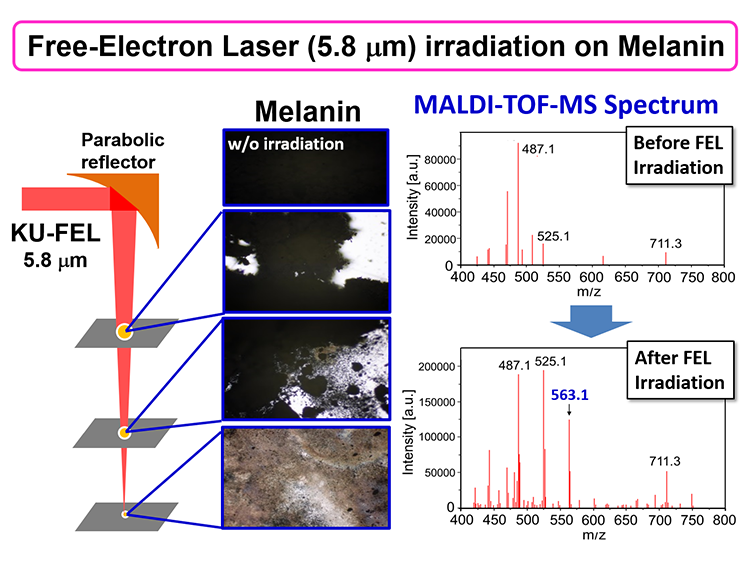 01.Photo-Modification of Melanin.png