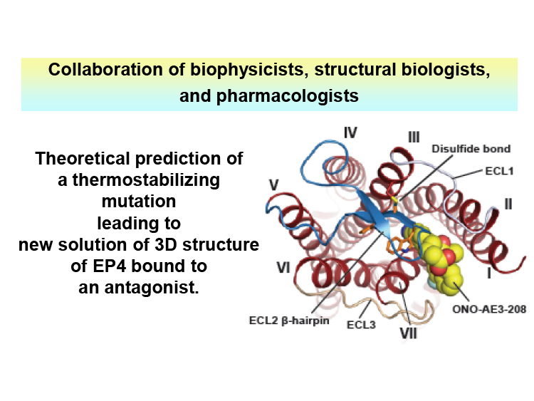 14Ligand_binding_to_human_prostaglandin.png