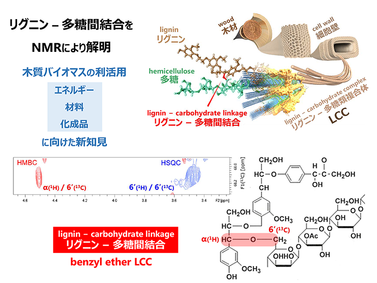 13.Direct evidence for α ether linkage