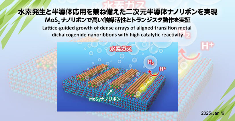 Lattice-guided growth of dense arrays of aligned transition metal dichalcogenide nanoribbons with high catalytic reactivity